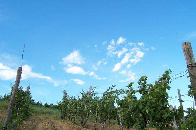 Hungarian grapes tőke
