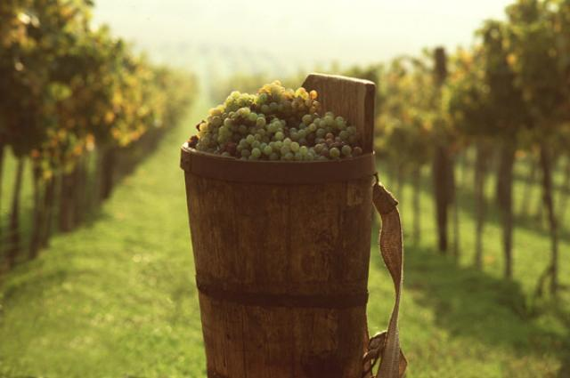 Hungarian wine grape puttony