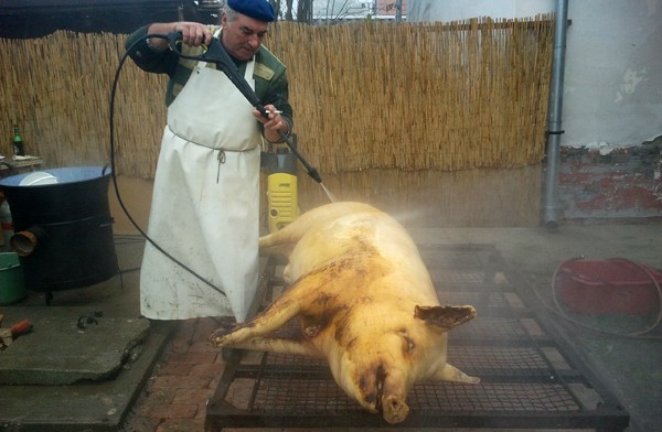 Pig singeing