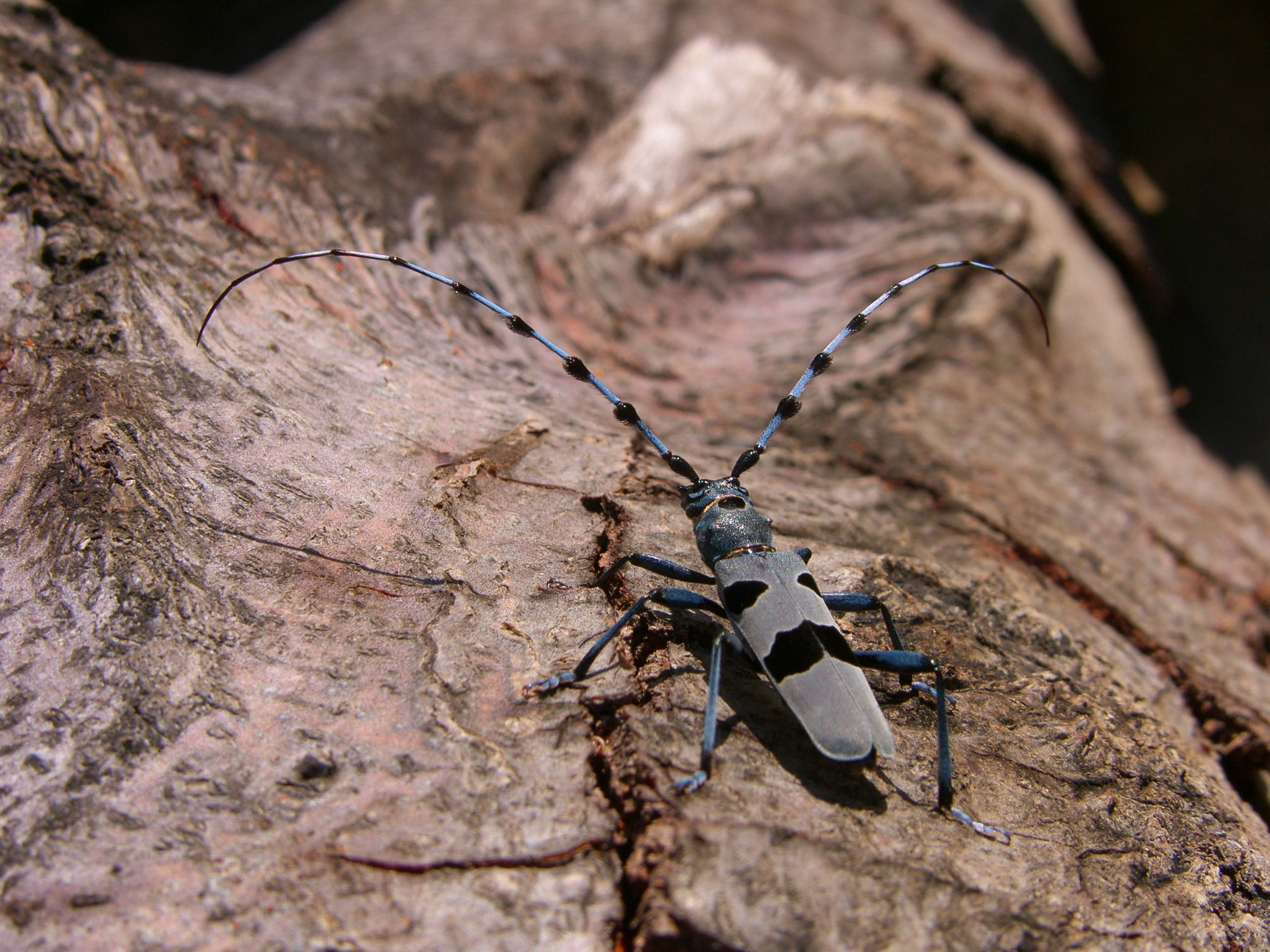 Havasi cincér, Fotó: ifj. Darányi László