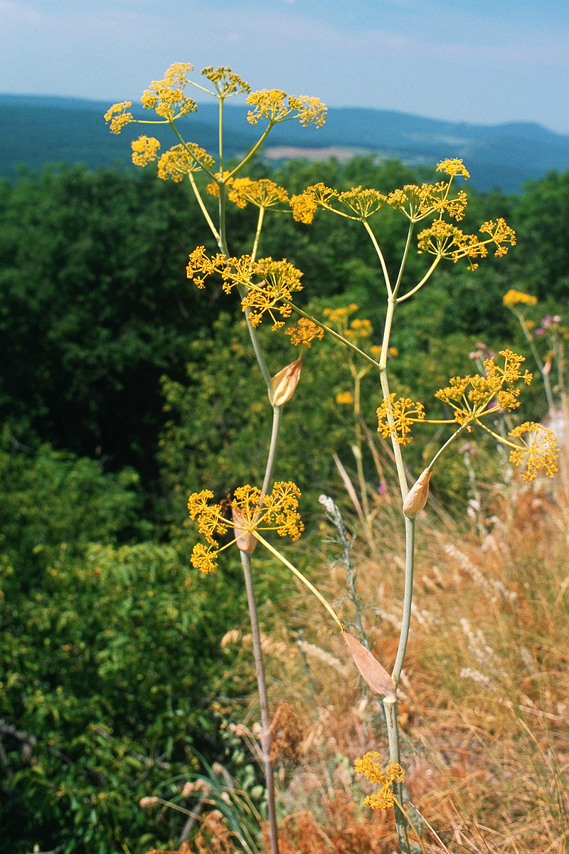 Magyarföldi husáng, Fotó: CsonkaPeter
