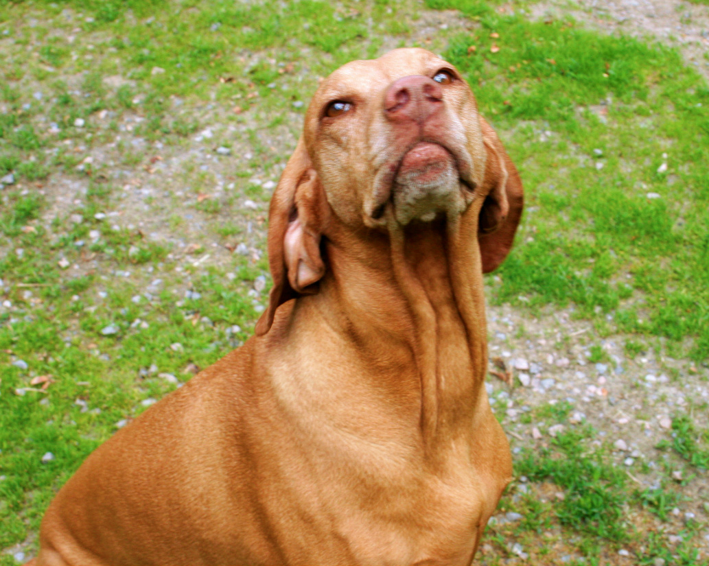 magyar vizsla