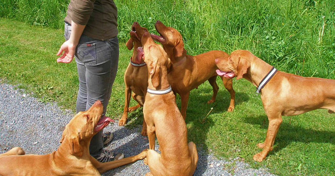 magyar vizsla