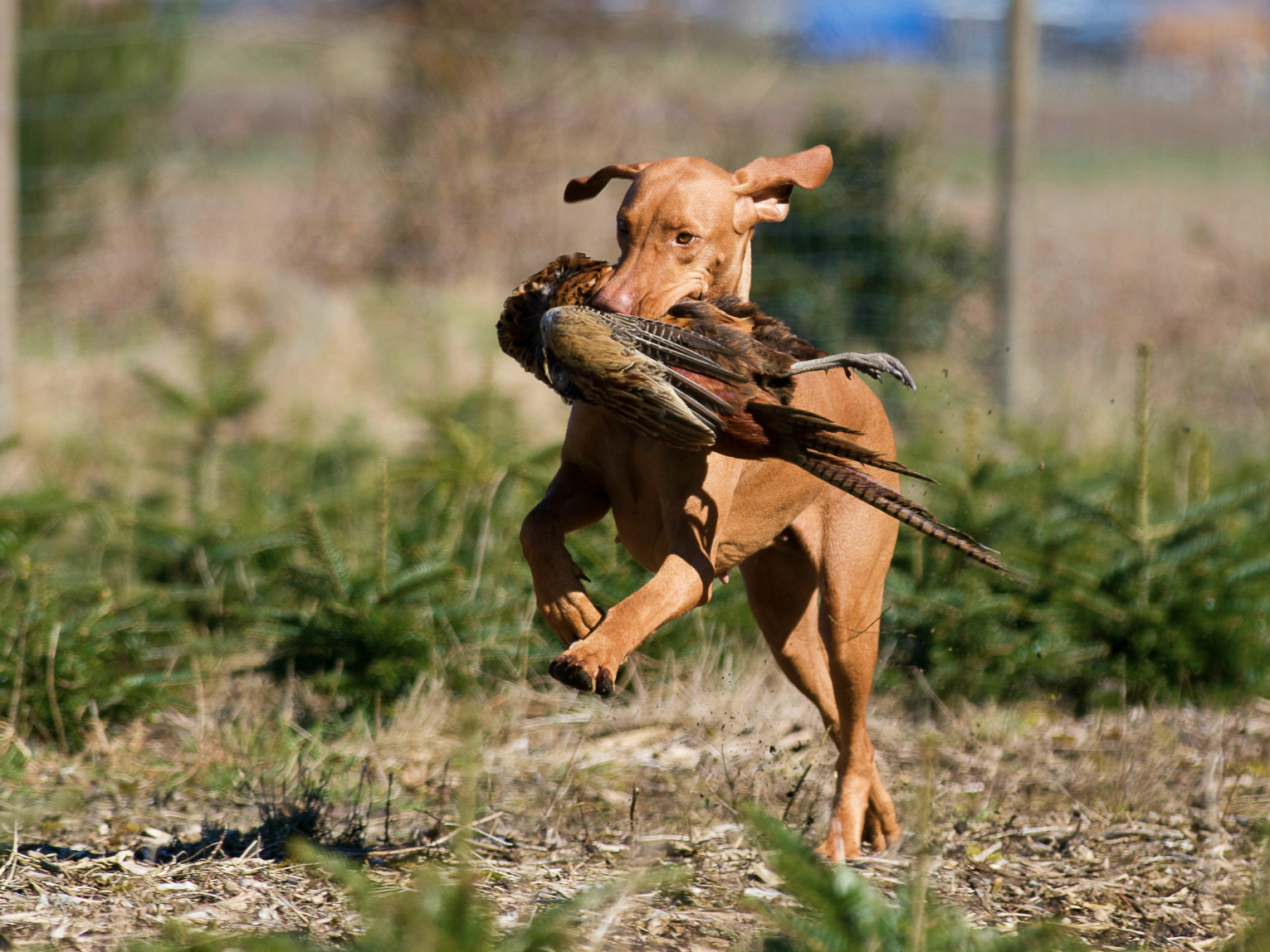 magyar vizsla